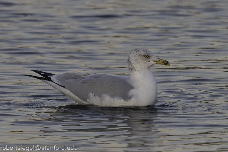 shoreline park